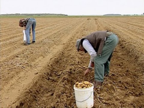 Les Glaneurs et la Glaneuse
